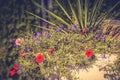 Garden Planter with red and purple flowers. Royalty Free Stock Photo