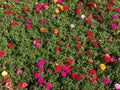 Colorful garden of Portulaca grandiflora Verdolaga, Pigweed, Li Royalty Free Stock Photo