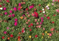 Colorful garden of Portulaca grandiflora Verdolaga, Pigweed, Li Royalty Free Stock Photo