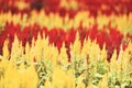 Colorful garden with red and yellow flowers of Cockscomb in the nursery outdoors , Celosia argentea - Cockscomb flower blooming in Royalty Free Stock Photo