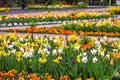 Colorful garden with tulip and Kaiser`s crown flowers spring