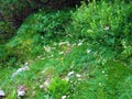 Colorful garden of yellow blooming alpine rock rose (Helianthemum alpestre) Royalty Free Stock Photo