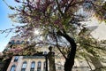 Colorful gardens and tiled facades of Lisbon