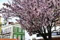 Colorful gardens and tiled facades of Lisbon