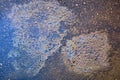 Colorful gas stain on wet asphalt. Oil stain caused by a leak under a car or truck. Royalty Free Stock Photo