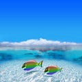 Colorful Gay Fishes Royalty Free Stock Photo