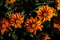 Colorful gazania flowers or african daisy in a garden Royalty Free Stock Photo