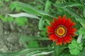 Colorful Gazania linearis flowers, close up. Gazania is ornamental flowering plant in the Asteraceae family. They produce large, Royalty Free Stock Photo