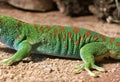 A colorful gecko resting on a sand surface in natural habitat Royalty Free Stock Photo