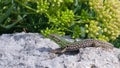 Colorful Gecko Sunbathing Royalty Free Stock Photo