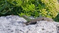 Way Of Life Colorful Gecko Sunbathing Royalty Free Stock Photo