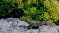 Freedom Of Life Colorful Gecko Sunbathing Royalty Free Stock Photo