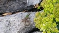 Small Gecko Relax And Sunbathing Royalty Free Stock Photo