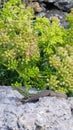 Easy And Freedom Of Life Colorful Lizard Relax And Sunbathing Royalty Free Stock Photo