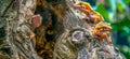 Colorful geckos on a textured tree bark