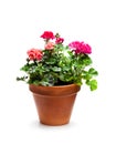 Colorful Geranium flower in ceramic flowerpot isolated on white Royalty Free Stock Photo
