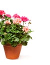 Colorful Geranium flower in ceramic flowerpot isolated on white Royalty Free Stock Photo