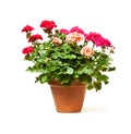 Colorful Geranium flower in ceramic flowerpot isolated on white