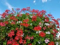 Colorful geranium flowers against blue sky