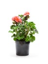 Colorful Geranium flowers in a black flowerpot isolated on whit