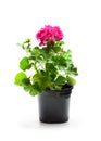 Colorful Geranium flowers in a black flowerpot isolated on whit