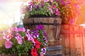 Colorful geranium in the garden wooden barrels and buckets