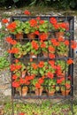 Colorful geraniums in blossom