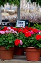 Colorful geraniums for sale