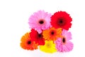 Colorful gerber daisies Royalty Free Stock Photo