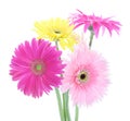 Colorful gerber daisies Royalty Free Stock Photo