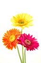 Colorful gerber daisies