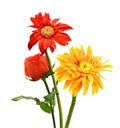 Colorful gerber daisies. Royalty Free Stock Photo