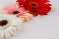 Colorful gerber daisies flowers close up. Royalty Free Stock Photo