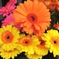 colorful gerber daisies Royalty Free Stock Photo