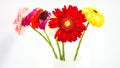 Colorful gerber daisies on white background Royalty Free Stock Photo