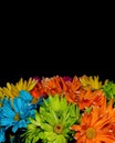 Colorful Gerber Daisy flowers on black background Royalty Free Stock Photo