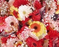 Colorful Gerber flowers top view, natural background Royalty Free Stock Photo