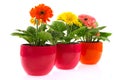 Colorful Gerber in row pots Royalty Free Stock Photo