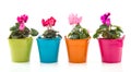 Colorful Gerber in row pots Royalty Free Stock Photo