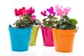 Colorful Gerber in row pots