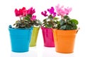 Colorful Gerber in row pots Royalty Free Stock Photo