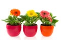Colorful Gerber in row pots Royalty Free Stock Photo