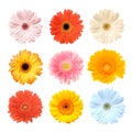 Colorful Gerbera