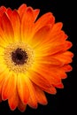 Colorful gerbera on black background