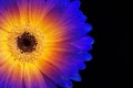 Colorful gerbera on black background