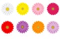 Colorful Gerbera Daisies