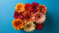 Colorful gerbera daisies arrangement on blue background Royalty Free Stock Photo