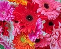 Colorful gerbera daisies closeup Royalty Free Stock Photo