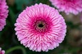 Colorful gerbera daisies flowers in wedding bouquet, close up Royalty Free Stock Photo