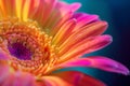 Colorful gerbera daisy covered with water drops. Gerbera flower close up on turquoise background. Macro photography. Natural Royalty Free Stock Photo